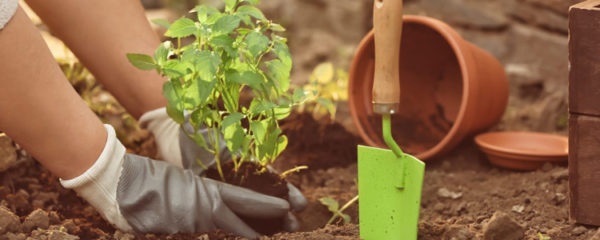 cultiver les aromates
