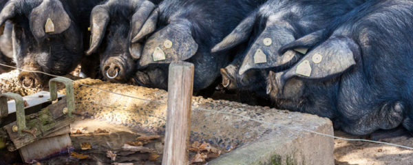 Porc Noir de Bigorre AOP
